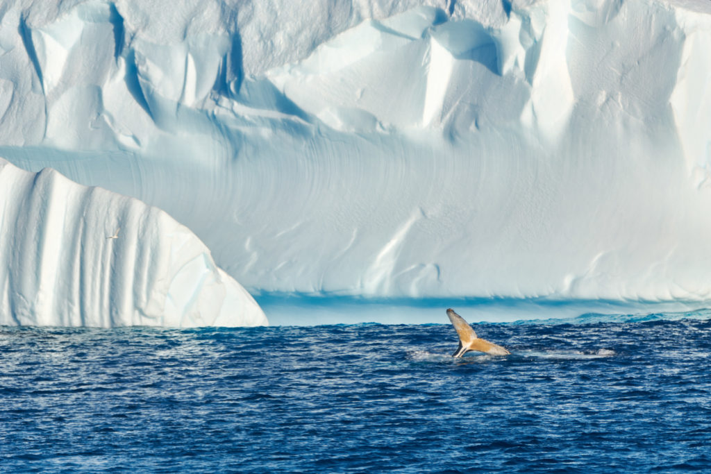 A whale frolics in Antarctic waters while feeding on krill near an iceberg. Image Diego Cotterle.