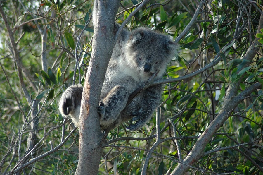 a koala in a tree looking down