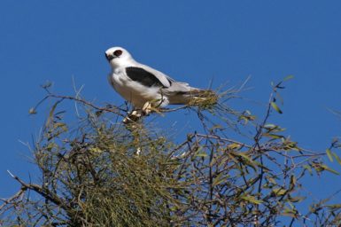 Letter-winged kite perched in Acacia peuce