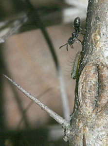 An ant protecting a caterpillar on the trunk of a plant.
