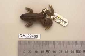A small brown frog specimen about 6 cm long with a identification tag attached.