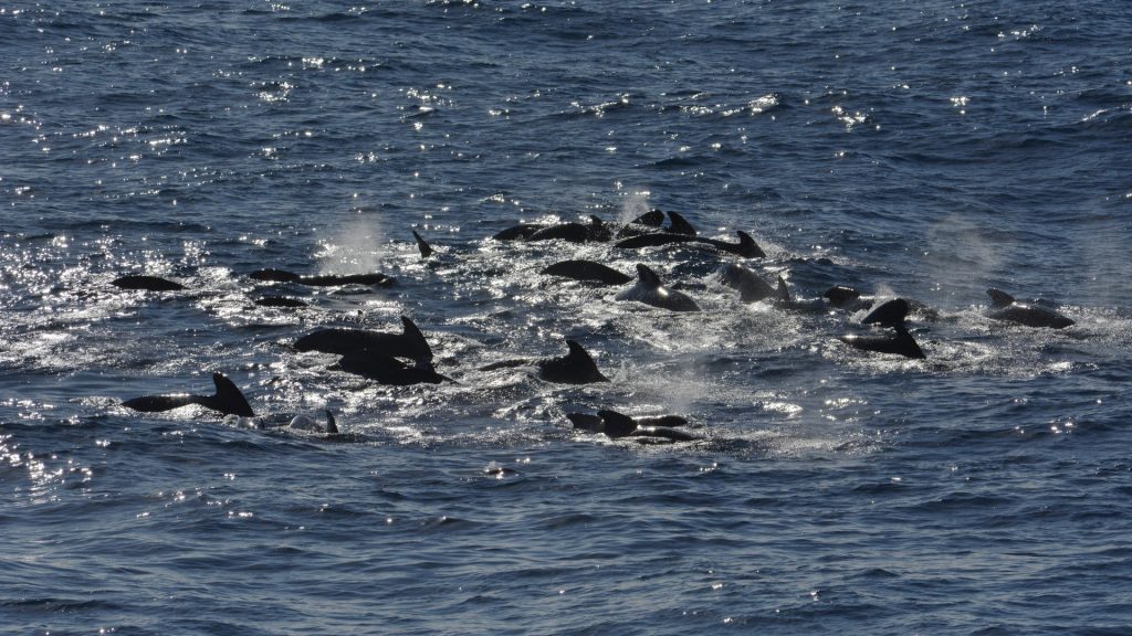 A pod of long-finned pilot whales seen from Investigator during a recent voyage to the Southern Ocean. Image Eric Woehler.