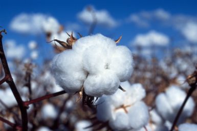 A boll of cotton