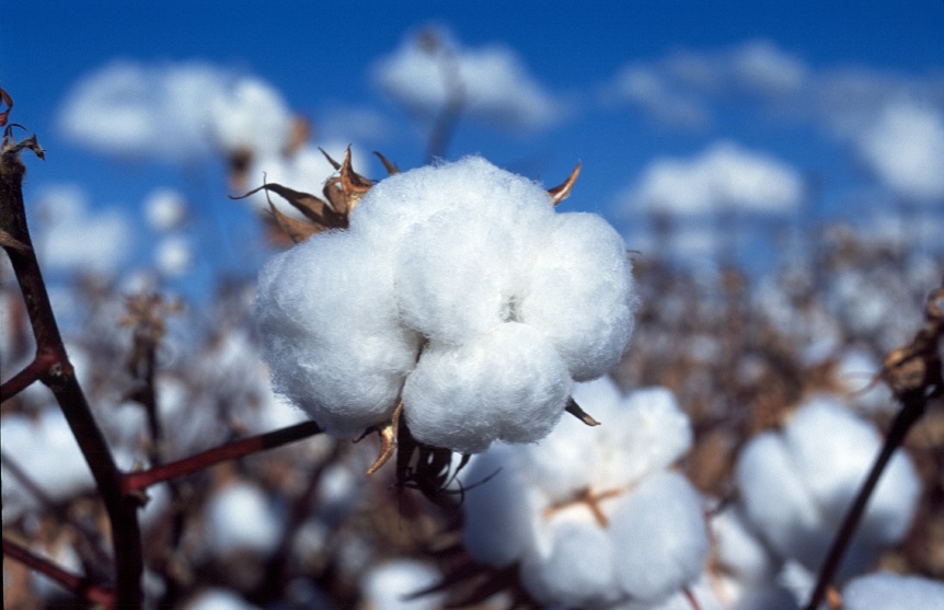 A boll of cotton