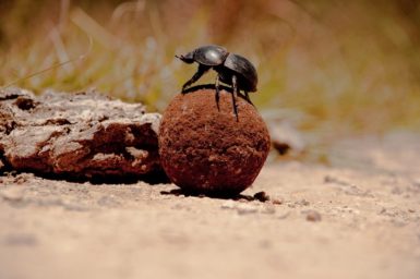 A dung beetle sitting on top of a ball of dung