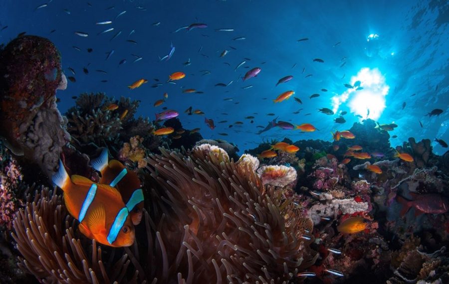 Fish and coral in the Great Barrier Reef