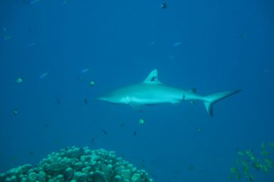 A grey reef shark swimming