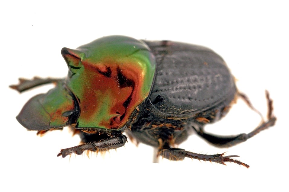 A shiny dung beetle: Onthophagus dandalu 