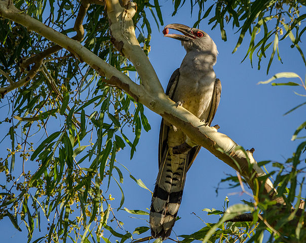 A channel-billed cuckoo eating a berry