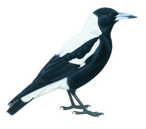 A drawing of The male white backed magpie