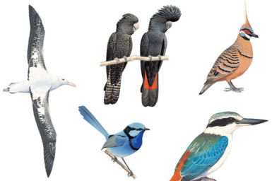 A collage of bird drawings from the Australian Bird Guide: Wandering albatross, female and male red-tailed black cockatoo, spinifex pigeon, red-backed kingfisher and splendid fairy wren.
