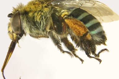 Close up photo of a bee with blue and black bands on its abdomen and yellow pollen stuck to its legs.