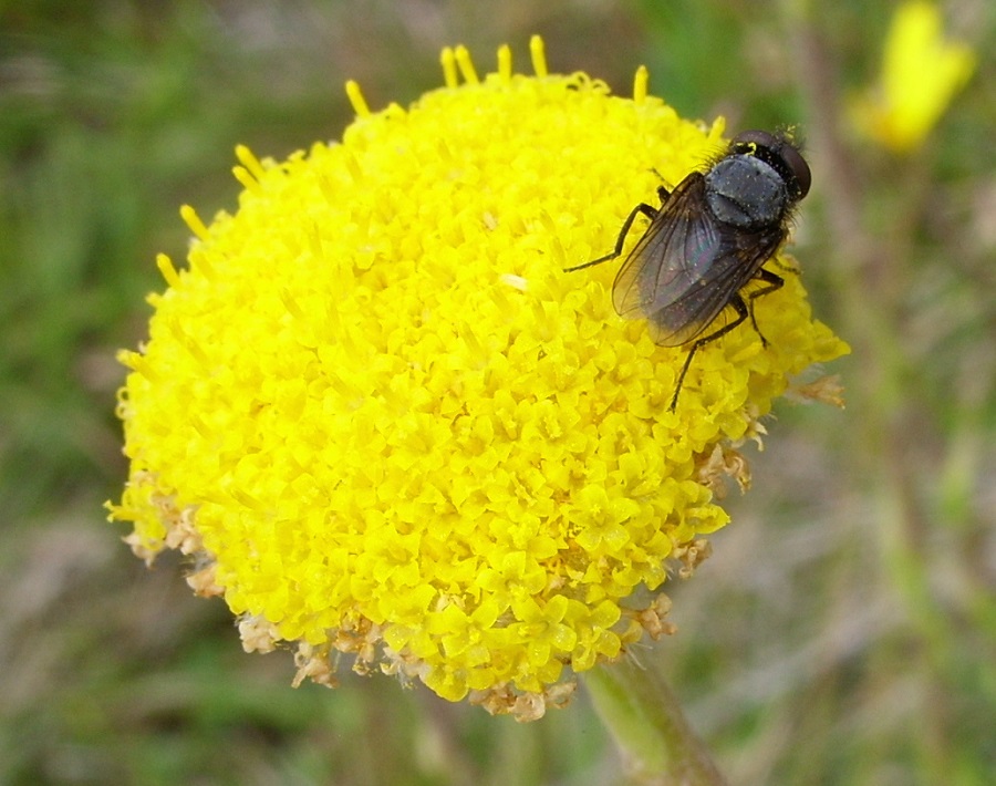Close up of a bright yellow daisy on which a dark brown fly has landed.