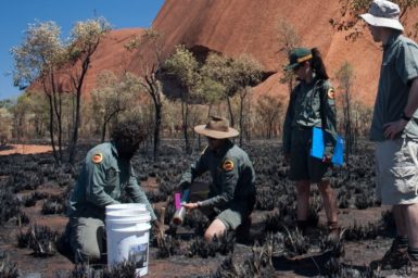 Four people taking soil samples with Uluru in the background.