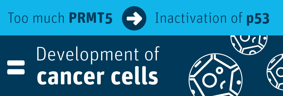 Infographic that says: Too much PRMT5 leads to Inactivation of P53, that then leads to the development of cancer cells