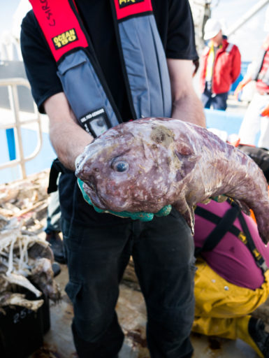 Ein Blob-Fisch an Bord des Forschungsschiffs Investigator