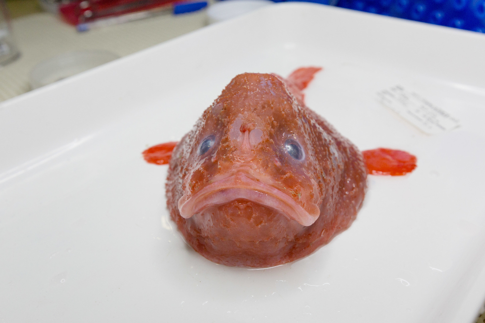 A red coffinfish sample from the abyss