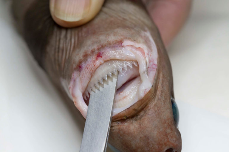a close up of the sharp teeth of the cookiecutter shark