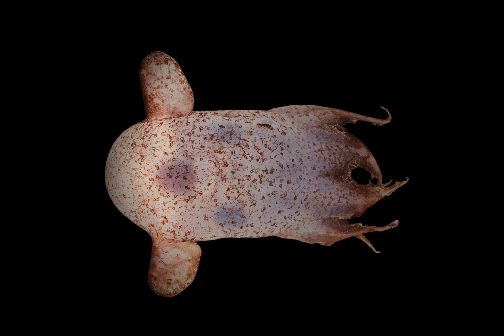 a dumbo octopus swimming through the dark ocean depths