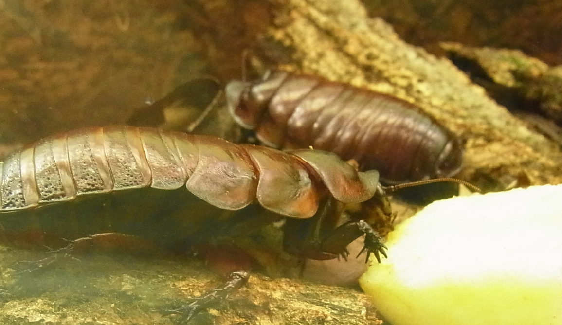 Two giant northern cockroaches