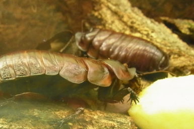 Two giant northern cockroaches