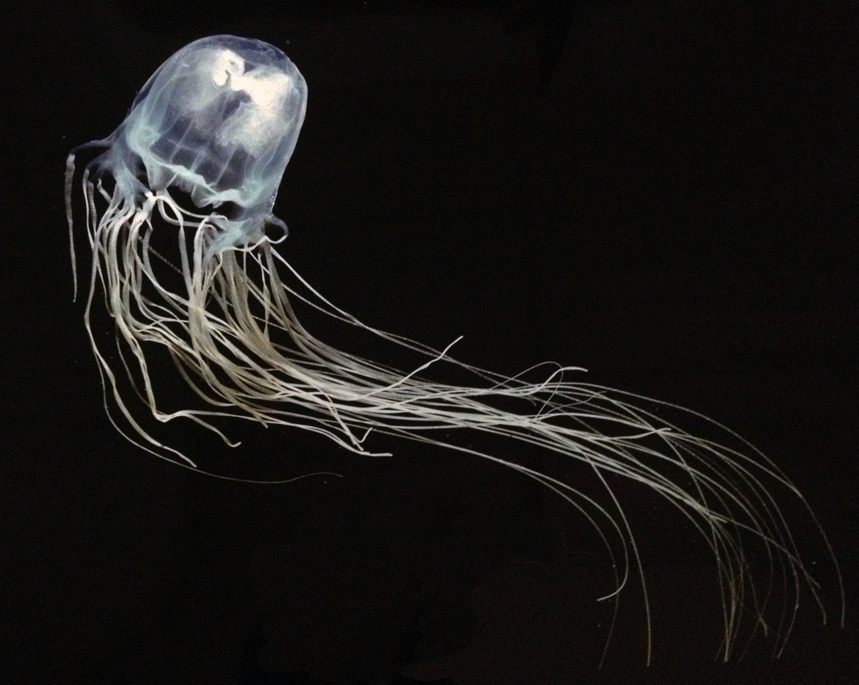 Chironex fleckeri (box jellyfish) Photo by Dr. Robert Hartwick