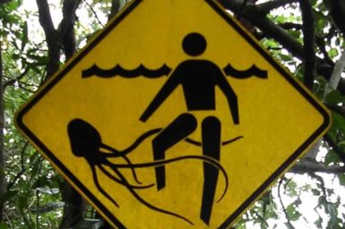 Jellyfish warning signpost at Cape Tribulation beach in Queensland, Australia Image via TydeNet/Wikipedia