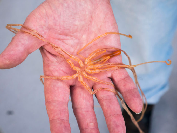 close-up van een hand die een zeespin vasthoudt