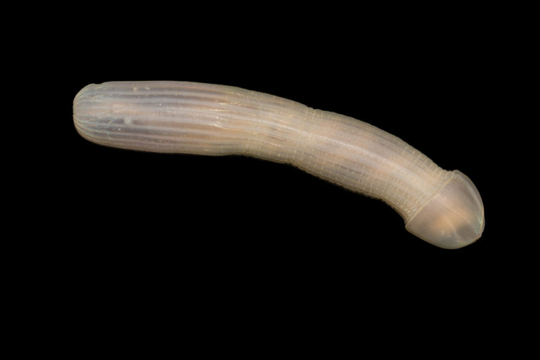 A peanut worm in the deep ocean abyss