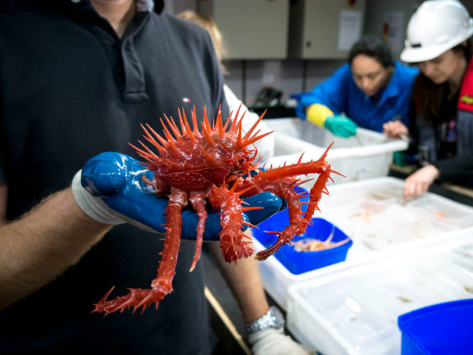 a spiny red crab from the deep sea