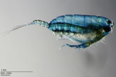 Zooplankton/Copepods are one of the multiple animal groups that make part of the Zooplankton. They are one of the most abundant organisms in the planet and they help to build different levels of the trophic web in aquatic ecosystems.