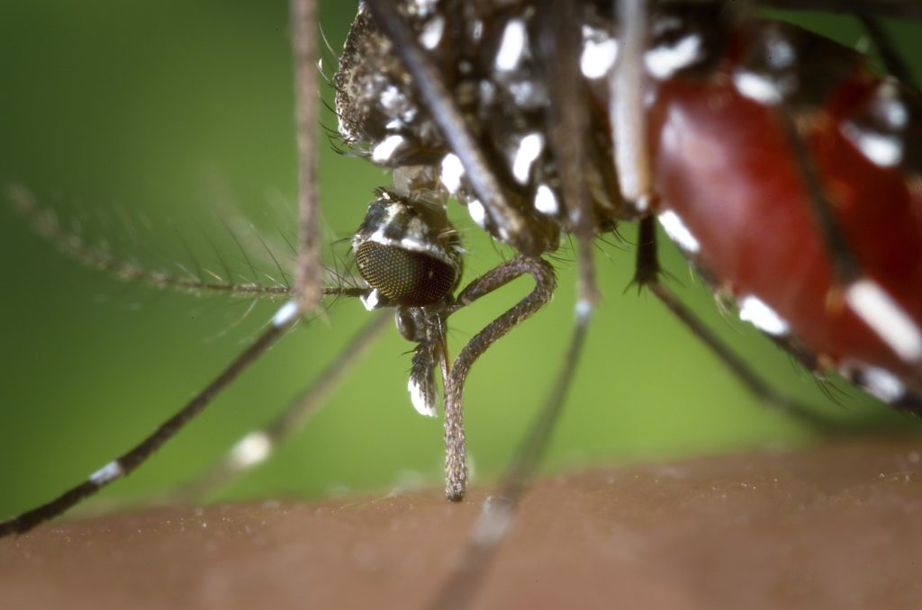 Mosquito spreading mosquito-borne disease. The proboscis of an Aedes albopictus mosquito feeding on human blood. This mosquito, also known as the Asian Tiger Mosquito, is a known West Nile Virus vector. Photo by James Gathany, Centers for Disease Control