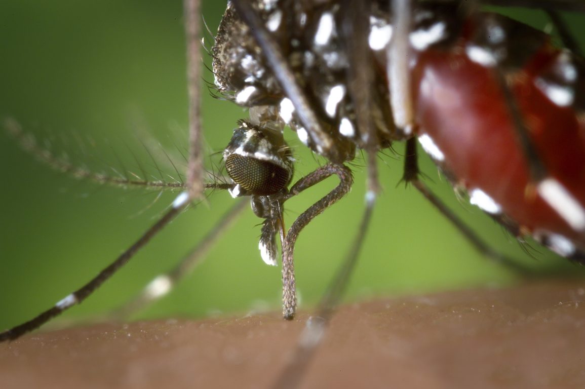 The proboscis of an Aedes albopictus mosquito feeding on human blood. This mosquito, also known as the Asian Tiger Mosquito, is a known West Nile Virus vector. Photo by James Gathany, Centers for Disease Control