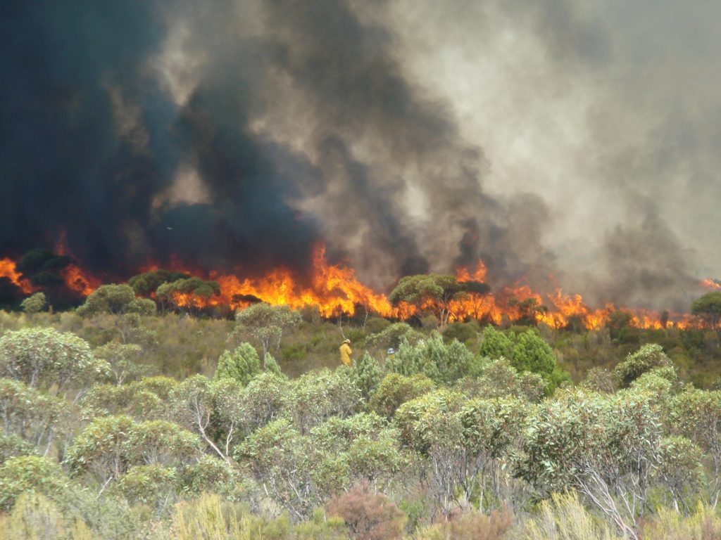 Our scientists make observations during a large experimental fire in south-eastern South Australia. 
