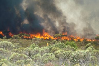 A large experimental fire in mallee-heath fuels of south-eastern South Australia under very high fire danger conditions.