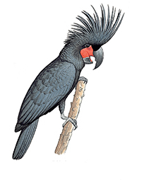 A drawing of the palm cockatoo