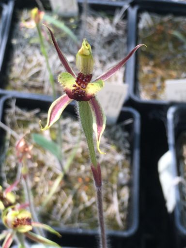 Flowering seeding of the orchid Caladenia actensis.