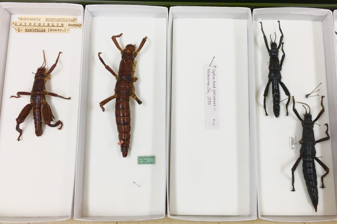 Dorsal view of pinned Lord Howe Island stick insect specimens showing differences in colour and shape.