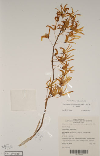 Flattened flowering stem of a rock orchid on a white sheet with typed specimen data label.