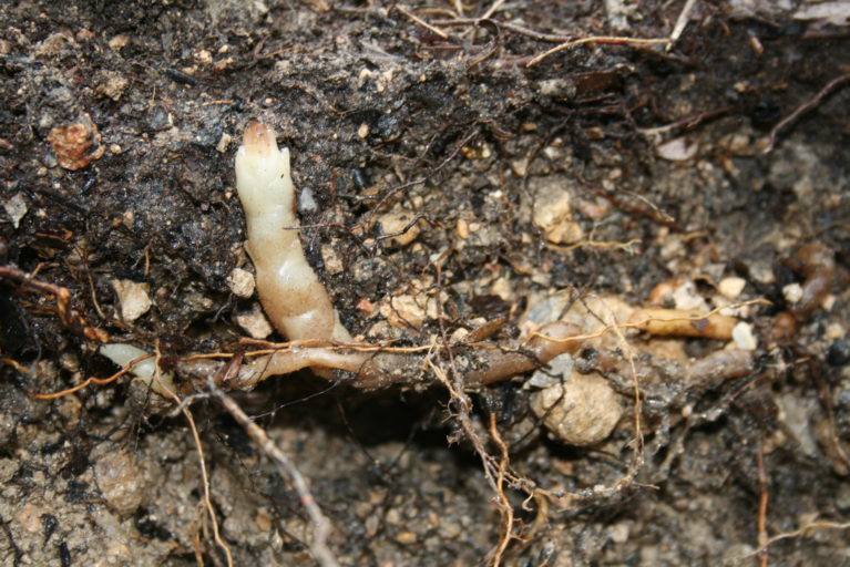 Orchid growing within soil which looks like a small, pale root.