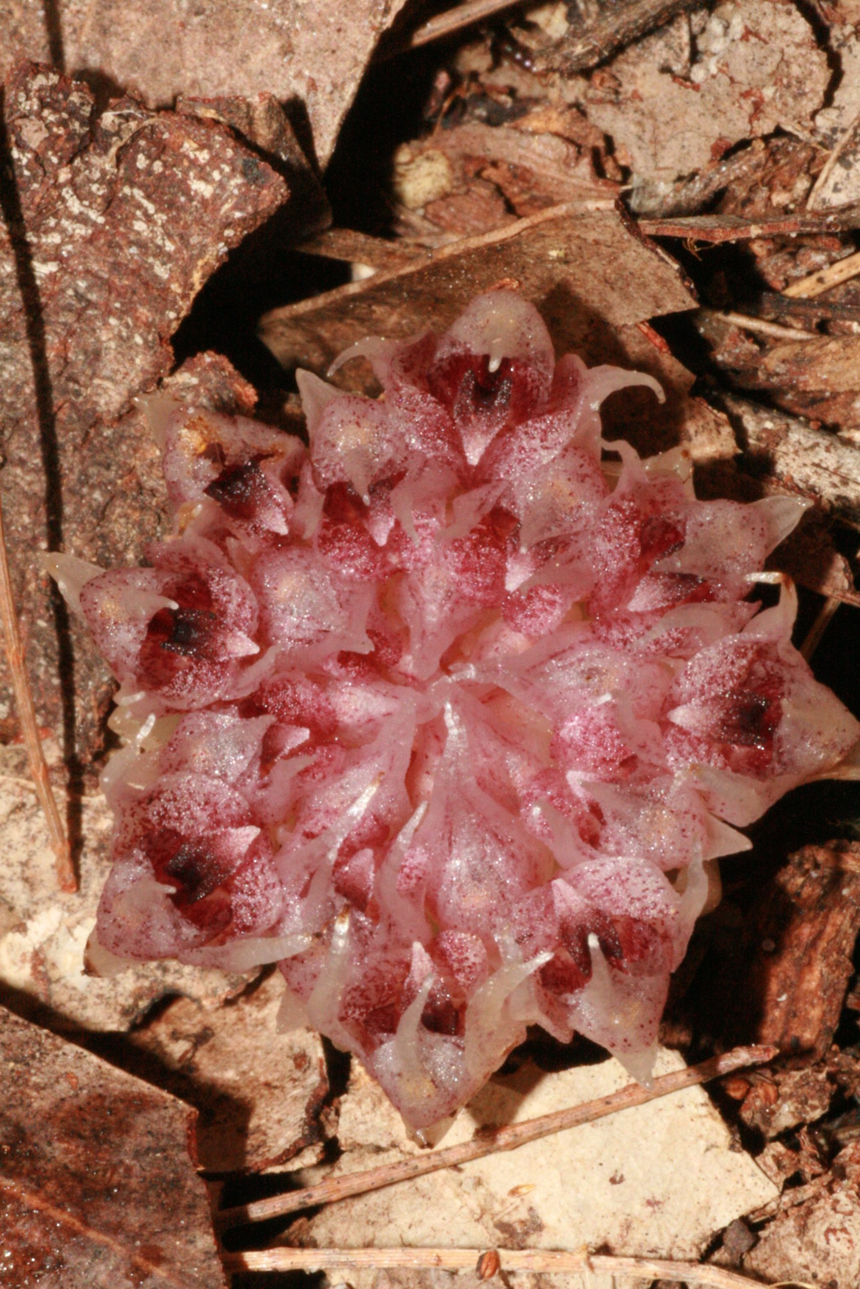 Pink speckled orchid flower head in leaf litter.