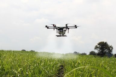 A drone spraying a sugar cane crop