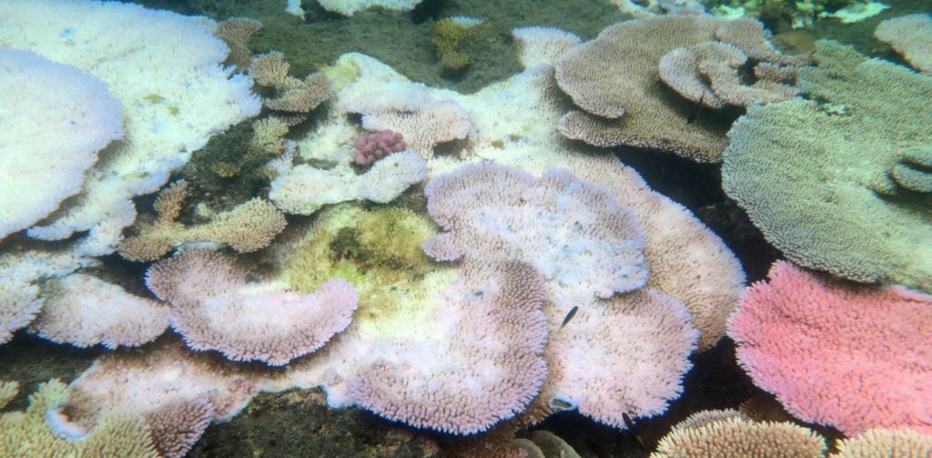 The extent of future coral bleaching is likely to vary from place to place. AAP Image/Bette Willis
