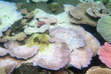 The extent of future coral bleaching is likely to vary from place to place. AAP Image/Bette Willis