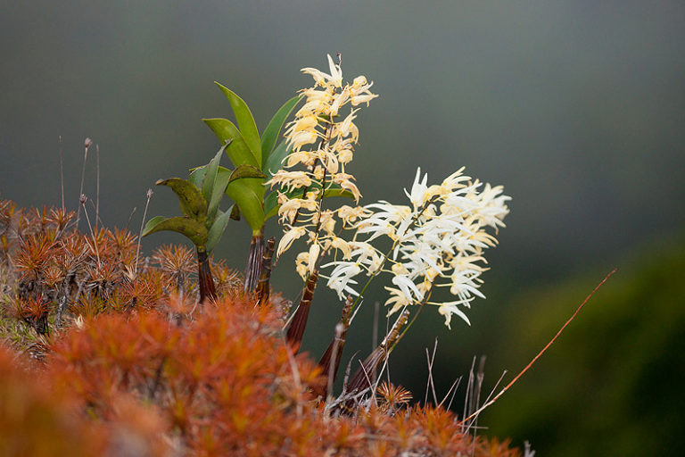 Several stems of white flowers of the rock orchid with small plants in the foreground.