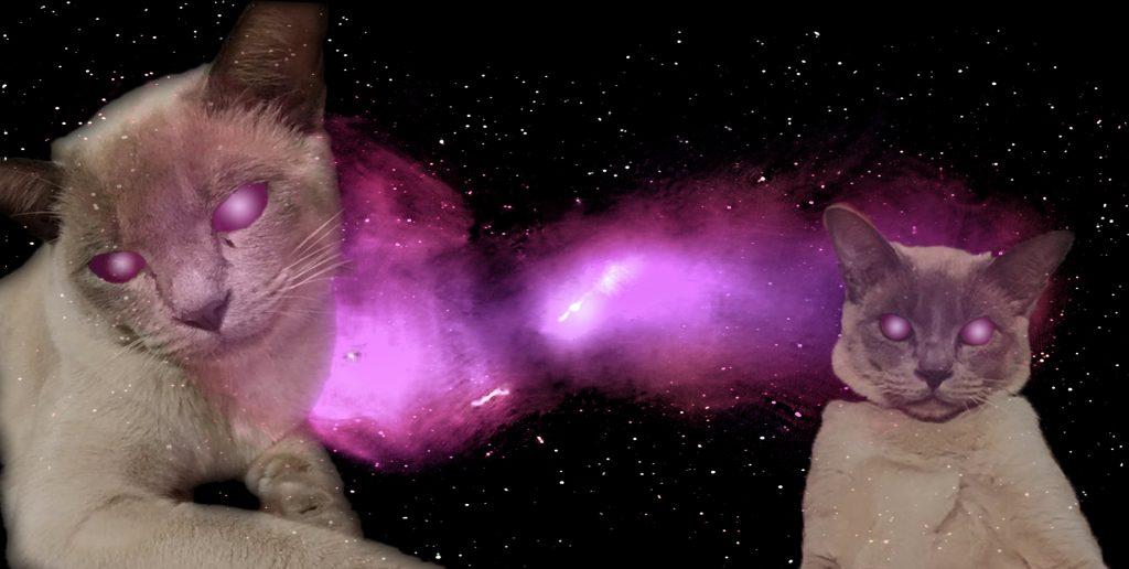 Space cats in space 