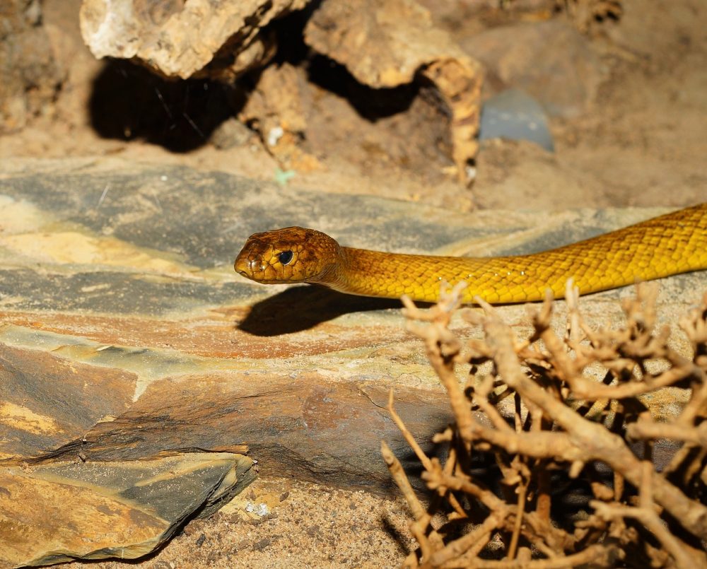 There's more to snakes than meets the eye – CSIROscope
