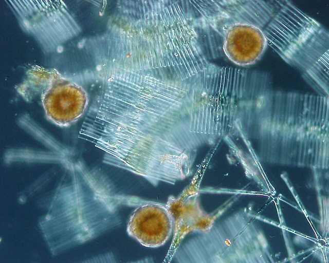 Eddies provide essential nutrients to phytoplankton. Image: Neon Ja