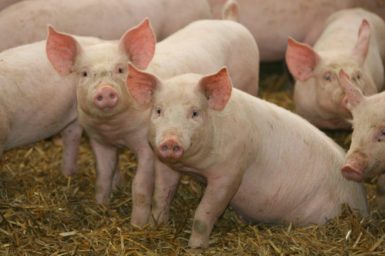 Two pigs looking directly into the camera, with other pigs around them.