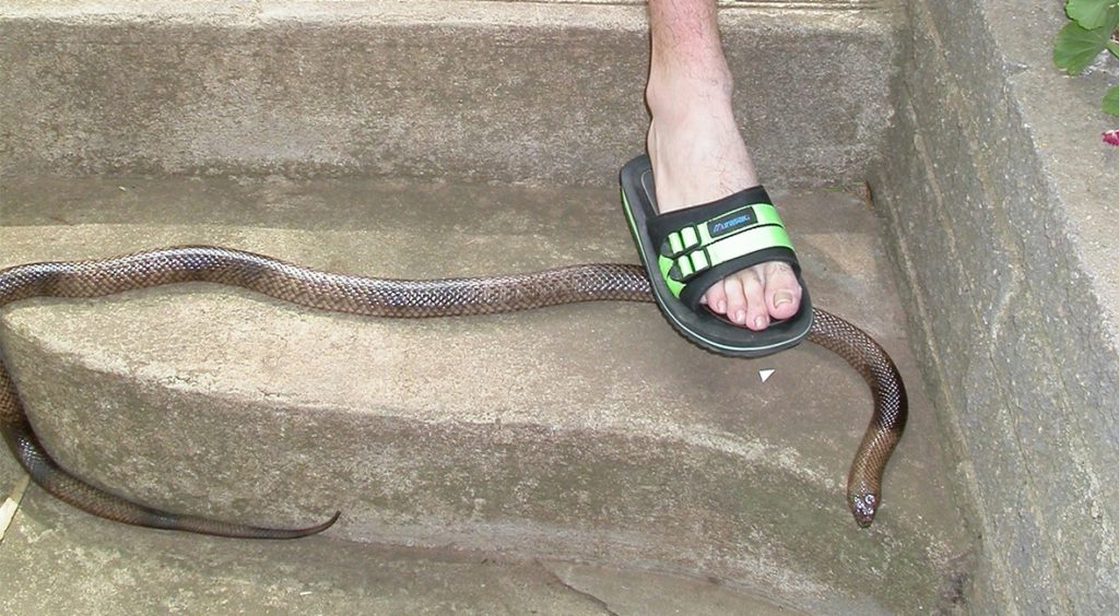 Man stepping on snake in sandals